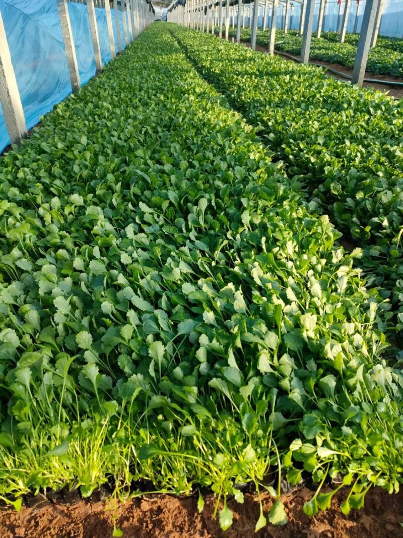 大滨菊基地种植绿化工程花海打造撒种多芽营养杯苗