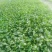 大滨菊基地种植绿化工程花海打造撒种多芽营养杯苗