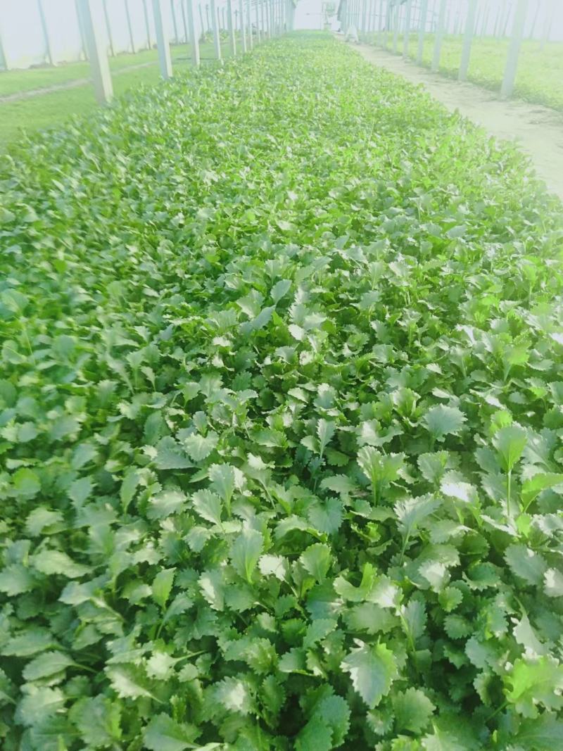 大滨菊基地种植绿化工程花海打造撒种多芽营养杯苗