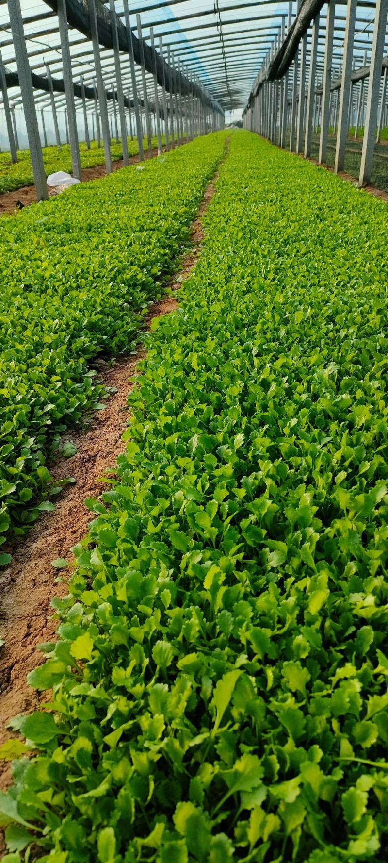 大滨菊基地种植绿化工程花海打造撒种多芽营养杯苗