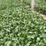 大滨菊基地种植绿化工程花海打造撒种多芽营养杯苗