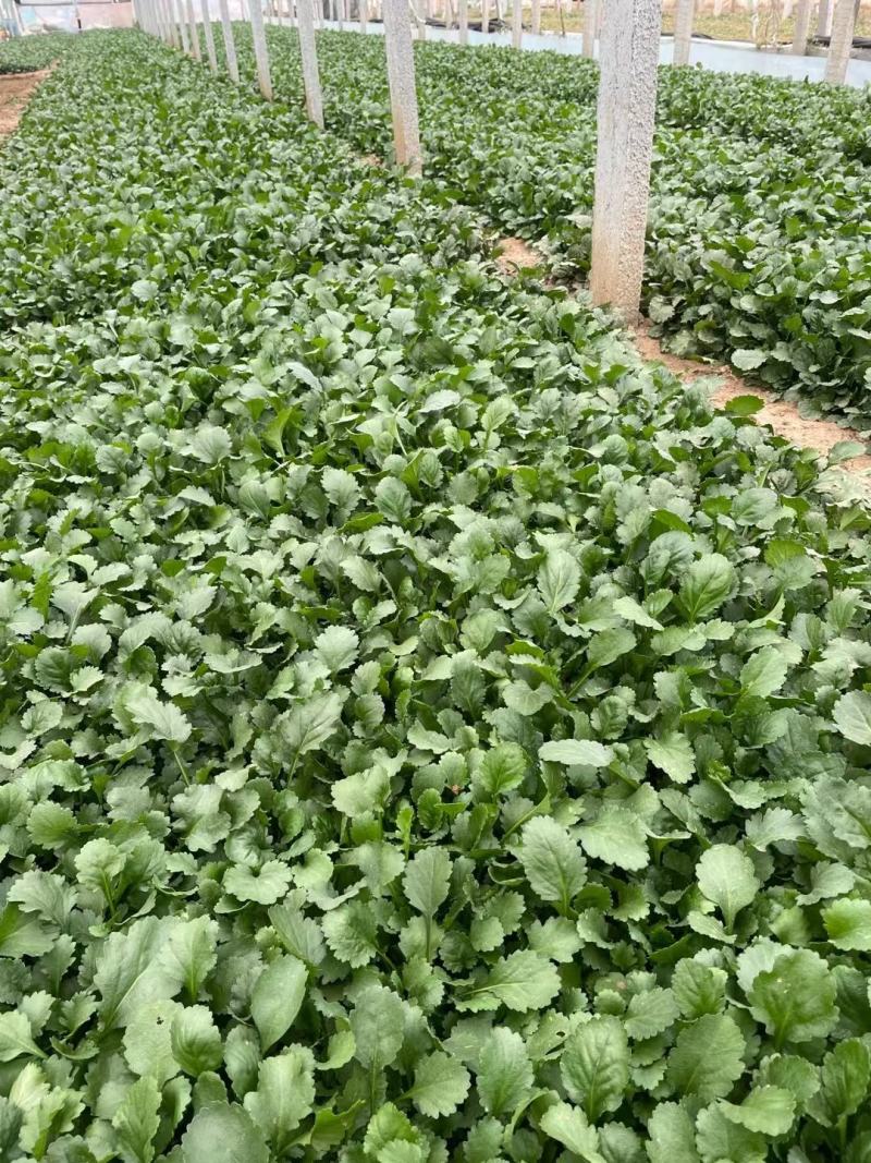大滨菊基地种植绿化工程花海打造撒种多芽营养杯苗