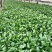大滨菊基地种植绿化工程花海打造撒种多芽营养杯苗