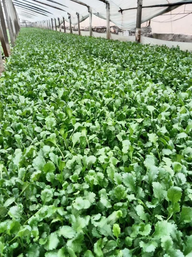 大滨菊基地种植绿化工程花海打造撒种多芽营养杯苗