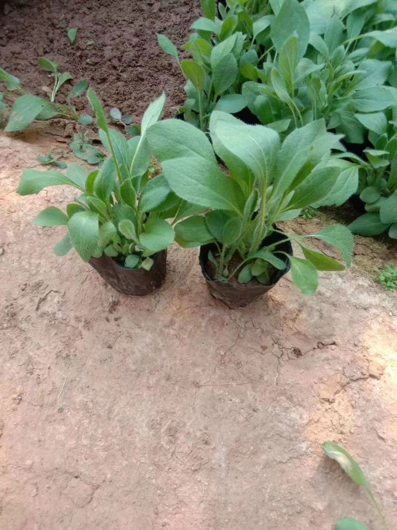 山东青州天人菊金鸡菊黑心菊各种地被植物种植基地