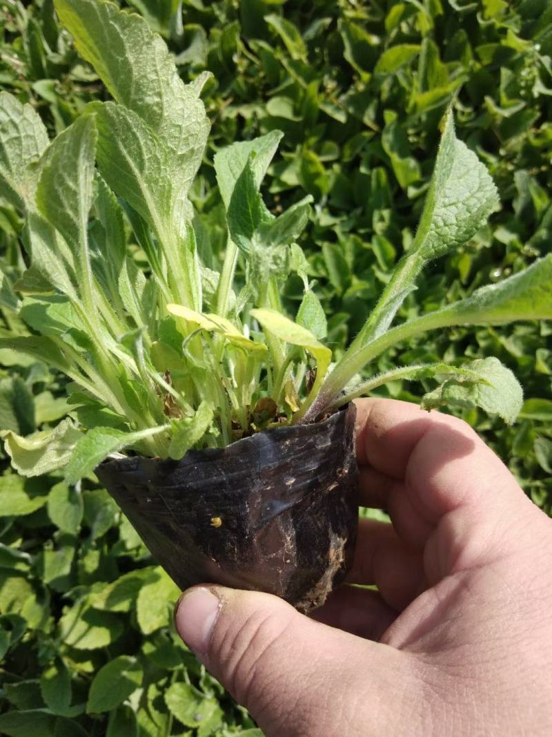 山东青州天人菊金鸡菊黑心菊各种地被植物种植基地