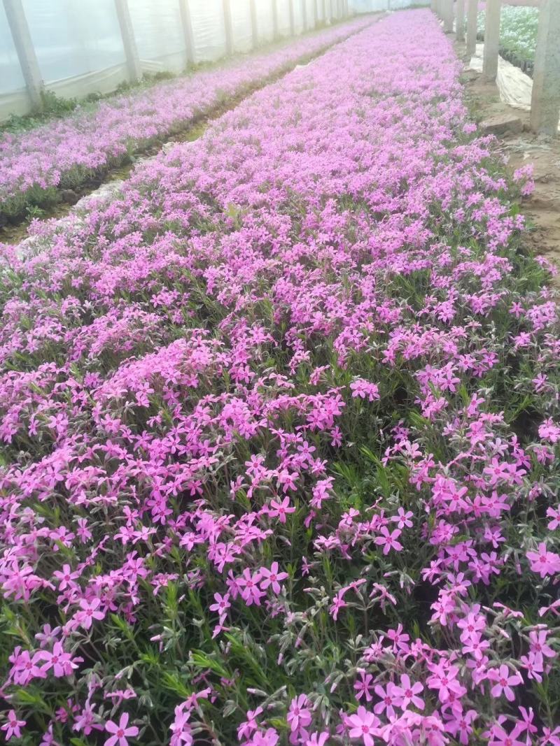 福禄考颜色多种质量好。。
