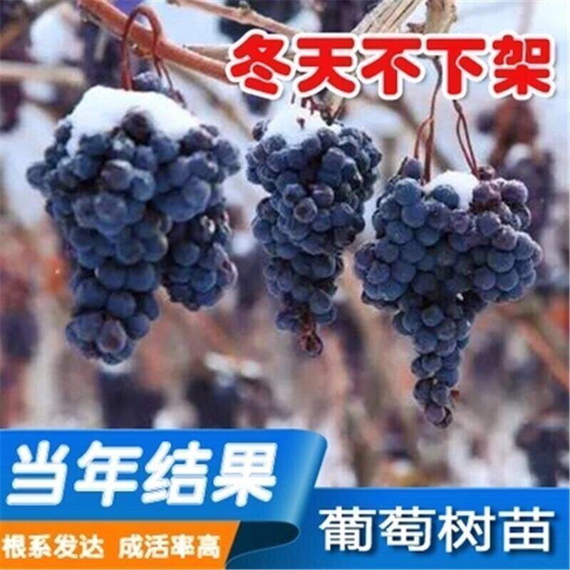 新品种北冰红冬葡萄苗双红耐寒冬天不下架南北方四季种植