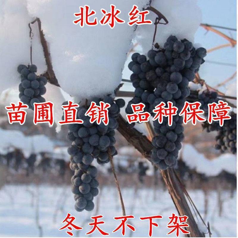 新品种北冰红冬葡萄苗双红耐寒冬天不下架南北方四季种植