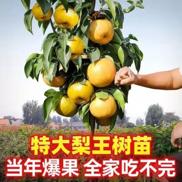 早熟晚熟梨树苗秋月柱状梨翠冠黄冠太婆梨树苗