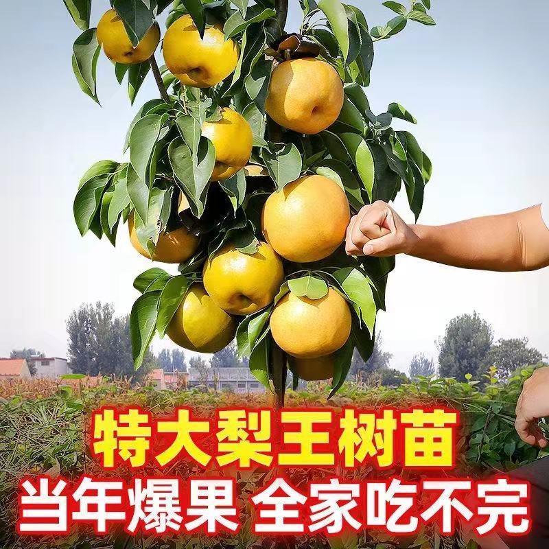 早熟晚熟梨树苗秋月柱状梨翠冠黄冠太婆梨树苗
