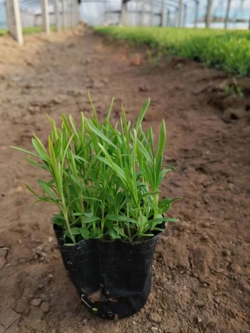 多芽地被石竹各类地被植物一杯多苗基地直销绿化工程花海打造