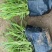 多芽地被石竹各类地被植物一杯多苗基地直销绿化工程花海打造