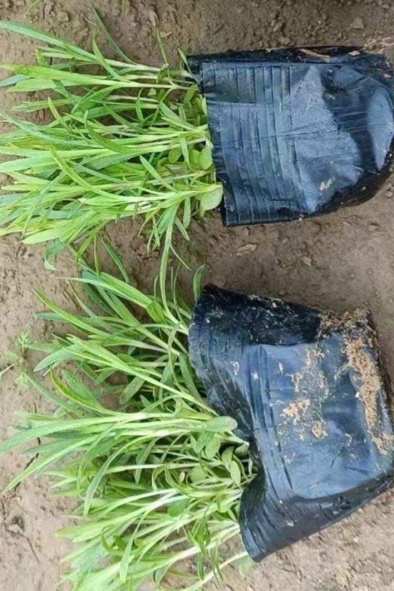 多芽地被石竹各类地被植物一杯多苗基地直销绿化工程花海打造