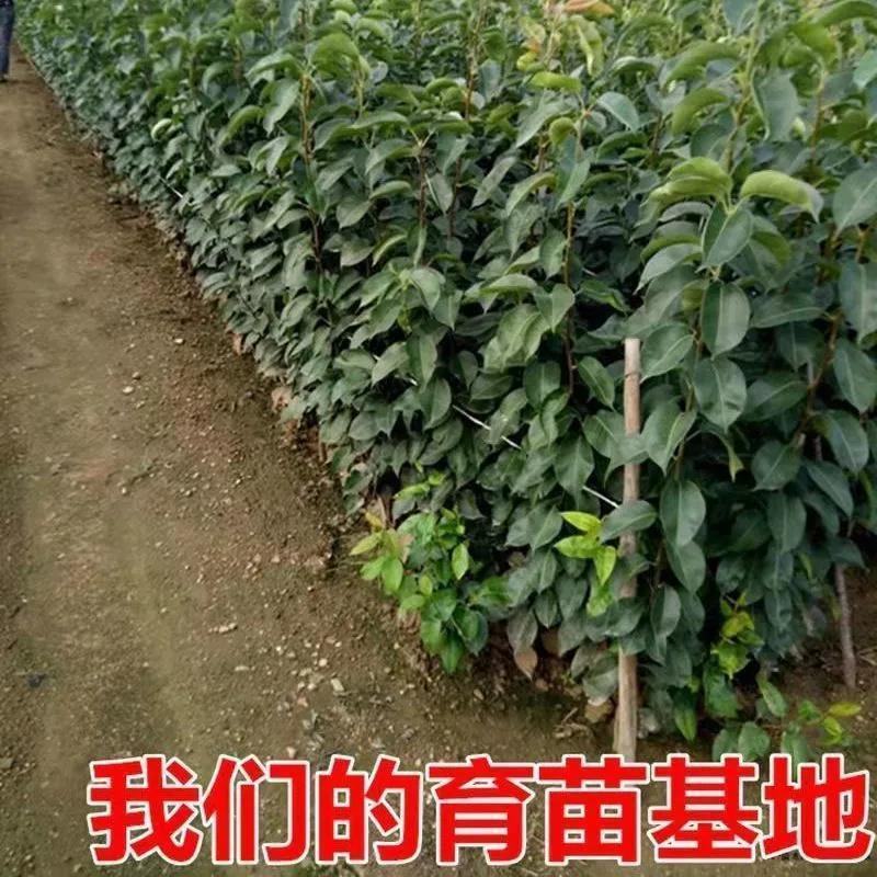 早熟晚熟梨树苗秋月柱状梨翠冠黄冠太婆梨树苗