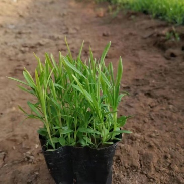 多芽地被石竹各类地被植物一杯多苗基地直销绿化工程花海打造
