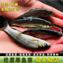 大草鱼苗鲩鱼苗淡水鱼苗活体四大家鱼活体养殖好养