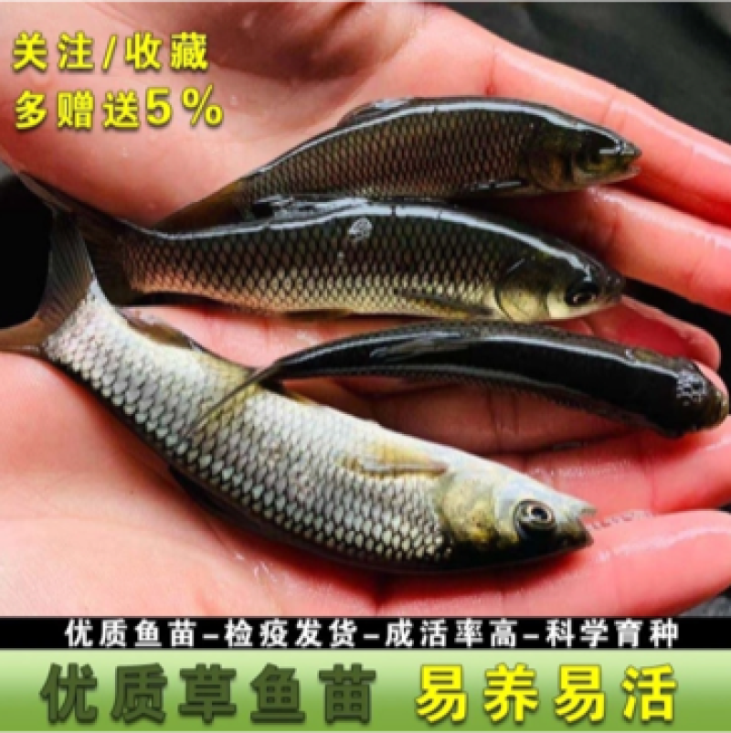 大草鱼苗鲩鱼苗淡水鱼苗活体四大家鱼活体养殖好养