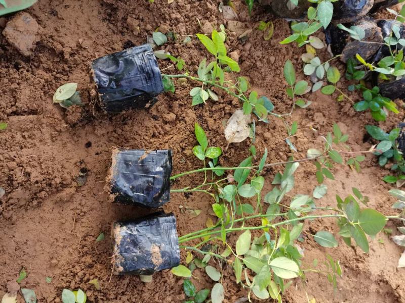 各类大花月季多品种种植基地红帽大花丰花多品种