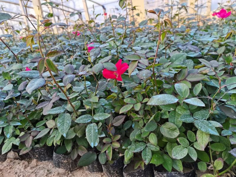 各类大花月季多品种种植基地红帽大花丰花多品种