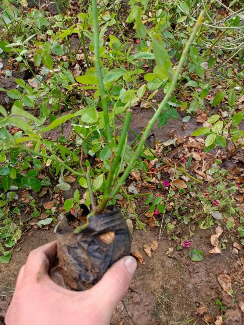 各类大花月季多品种种植基地红帽大花丰花多品种