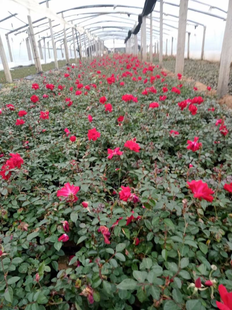各类大花月季多品种种植基地红帽大花丰花多品种