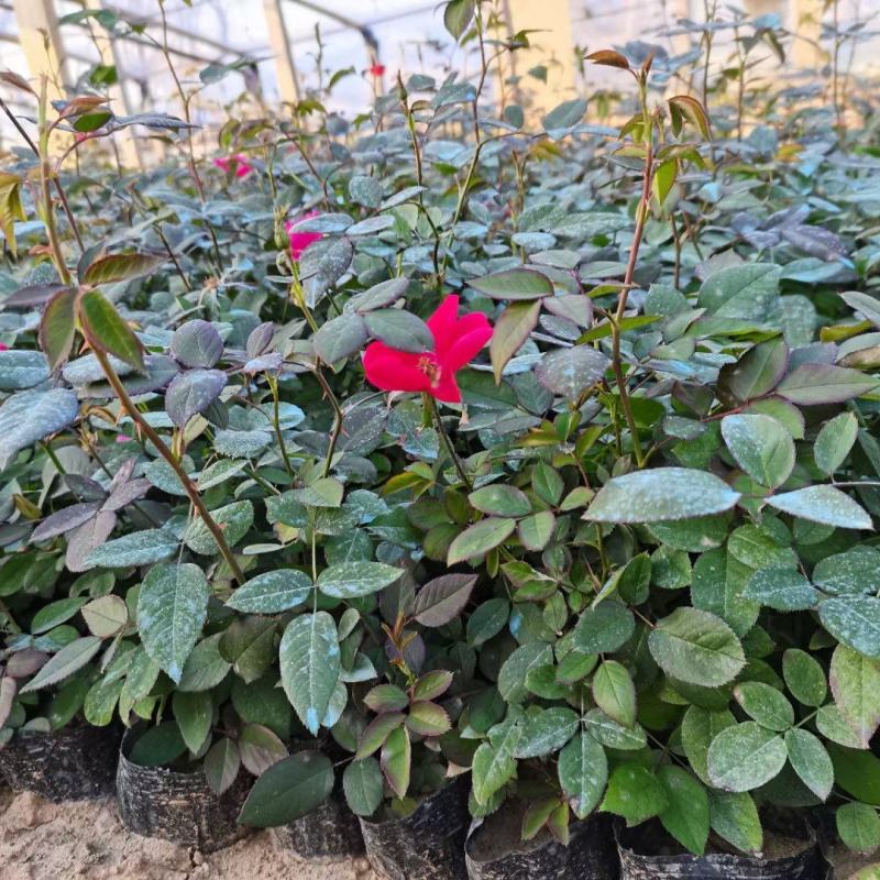 各类大花月季多品种种植基地红帽大花丰花多品种