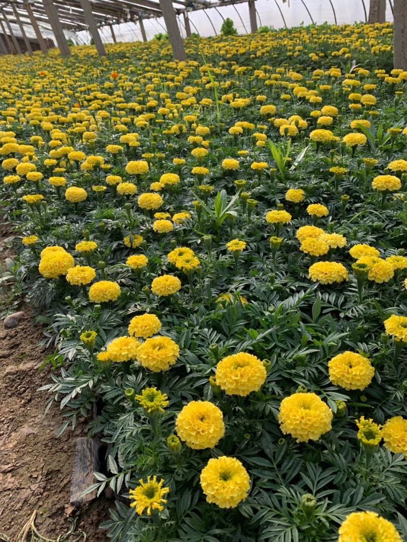 优质万寿菊孔雀草双色盆营养杯基地批发绿化工程花海打造