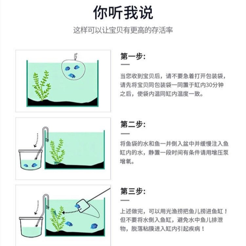 花鲢鱼苗大头鱼苗胖头鱼苗淡水养殖四大家鱼活体