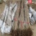 紫荆花树苗小苗60/80公分1/2米高绿化占地紫荆价格