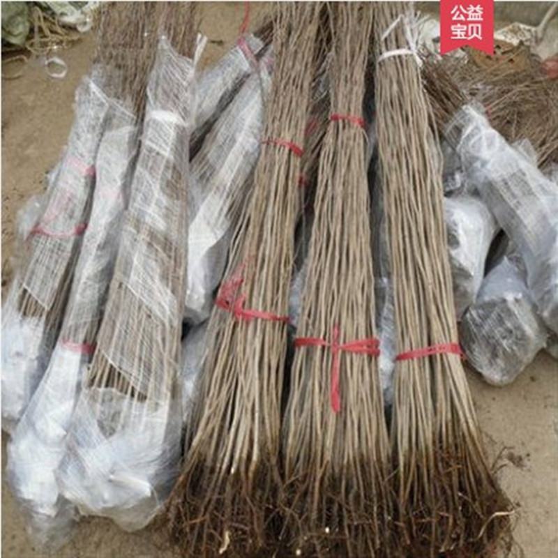紫荆花树苗小苗60/80公分1/2米高绿化占地紫荆价格