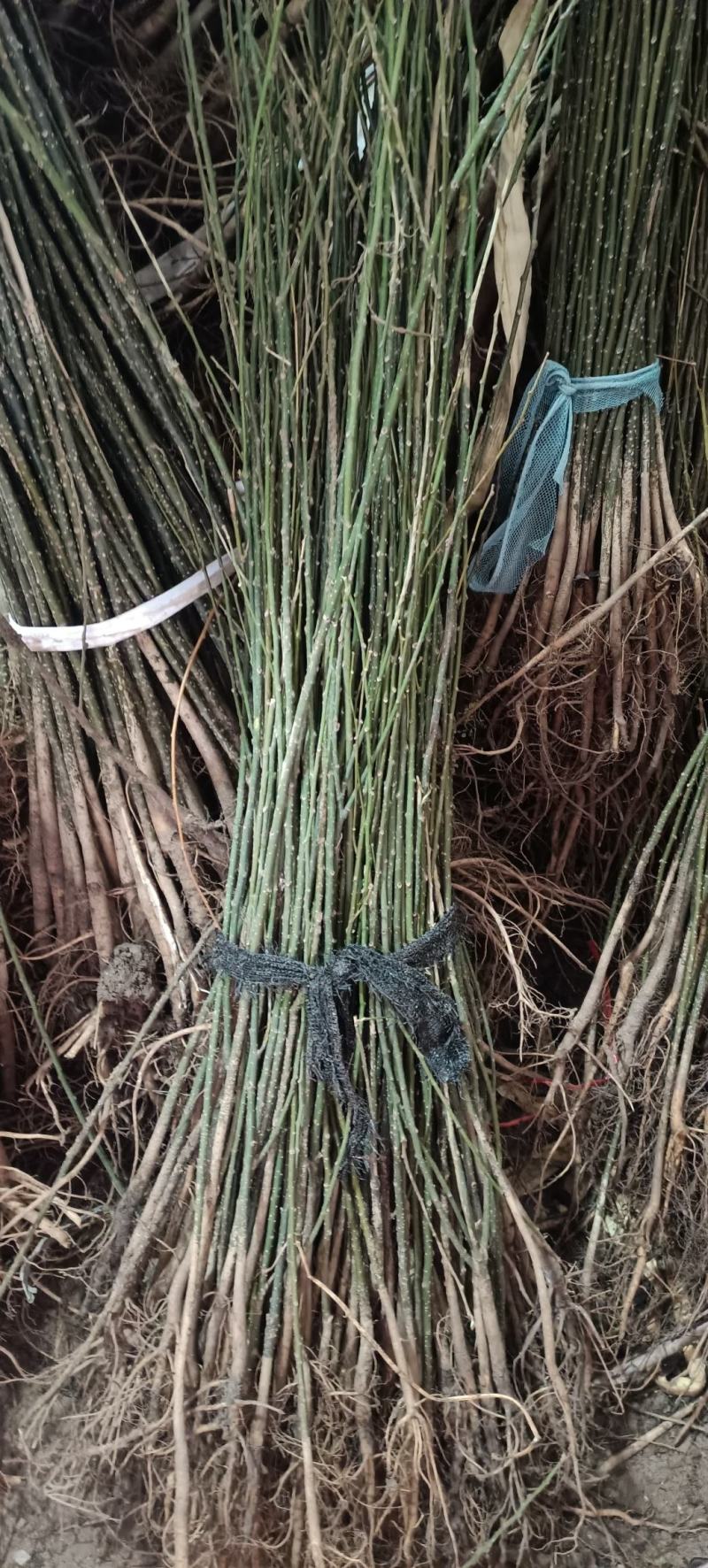紫荆花树苗小苗60/80公分1/2米高绿化占地紫荆价格