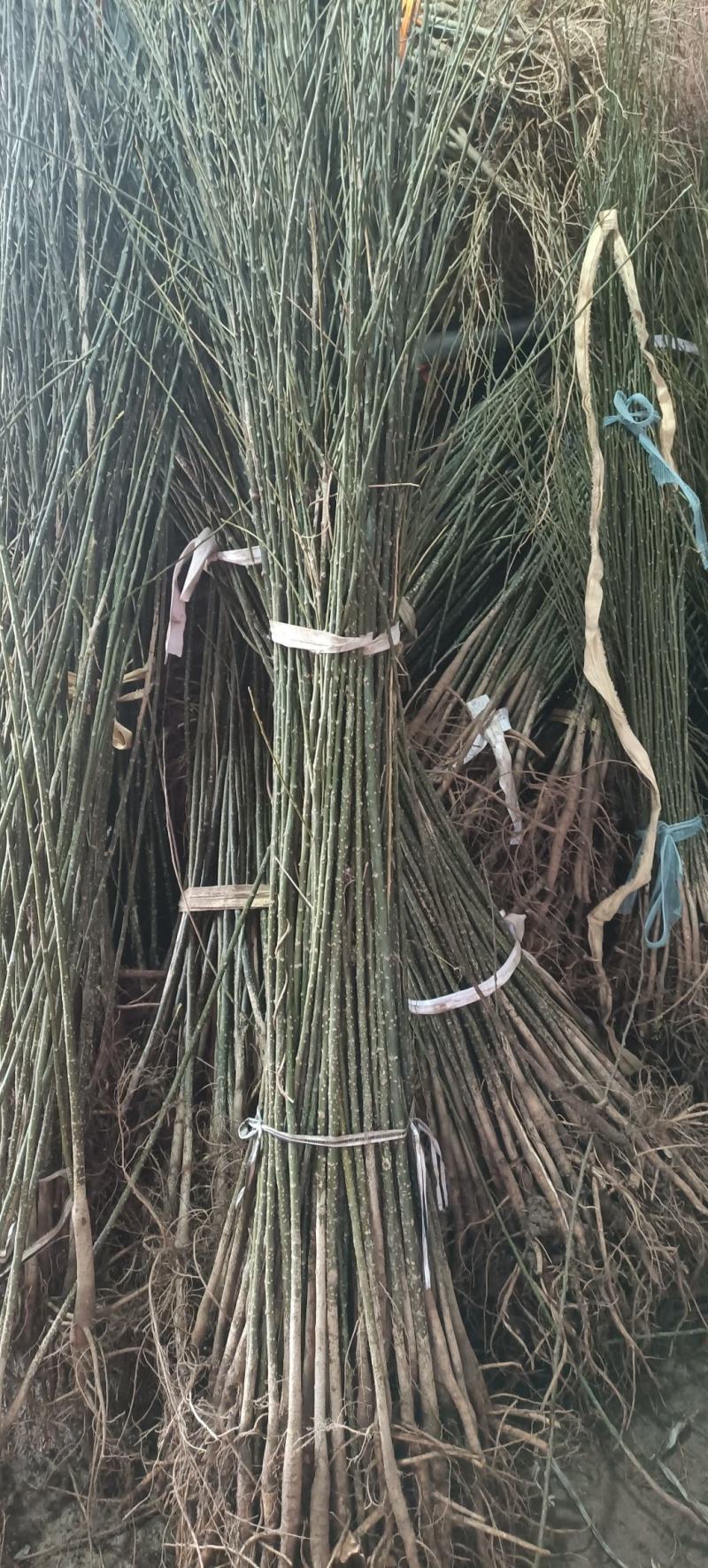 紫荆花树苗小苗60/80公分1/2米高绿化占地紫荆价格