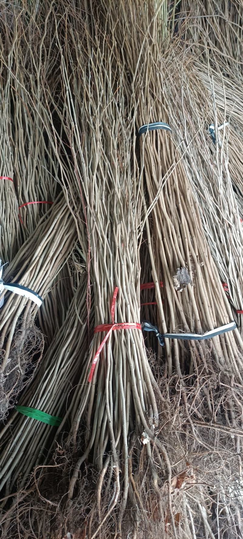 紫荆花树苗小苗60/80公分1/2米高绿化占地紫荆价格