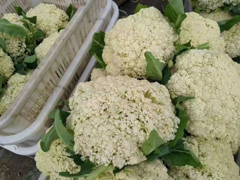 花菜松花菜、产地直销，价格便宜，保质保量，欢迎咨询订购