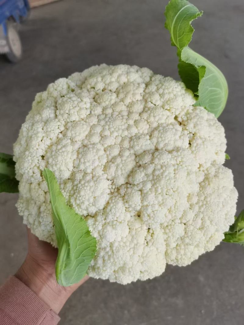 花菜松花菜、产地直销，价格便宜，保质保量，欢迎咨询订购