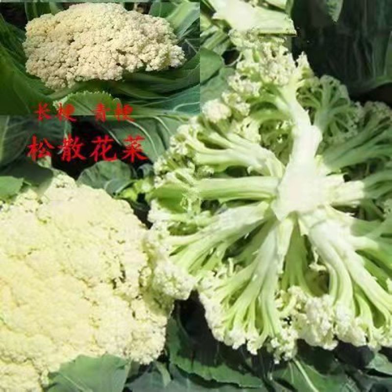 花菜松花菜、产地直销，价格便宜，保质保量，欢迎咨询订购
