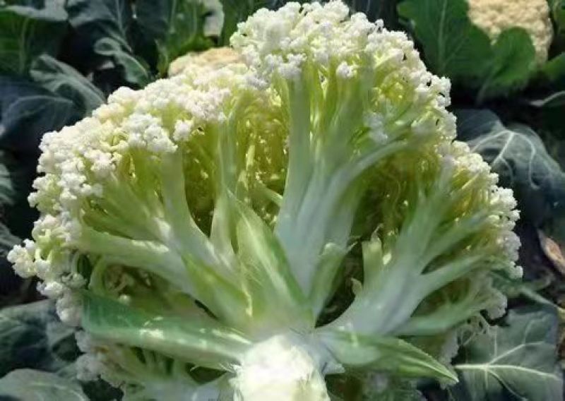 花菜松花菜、产地直销，价格便宜，保质保量，欢迎咨询订购