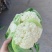 花菜松花菜、产地直销，价格便宜，保质保量，欢迎咨询订购