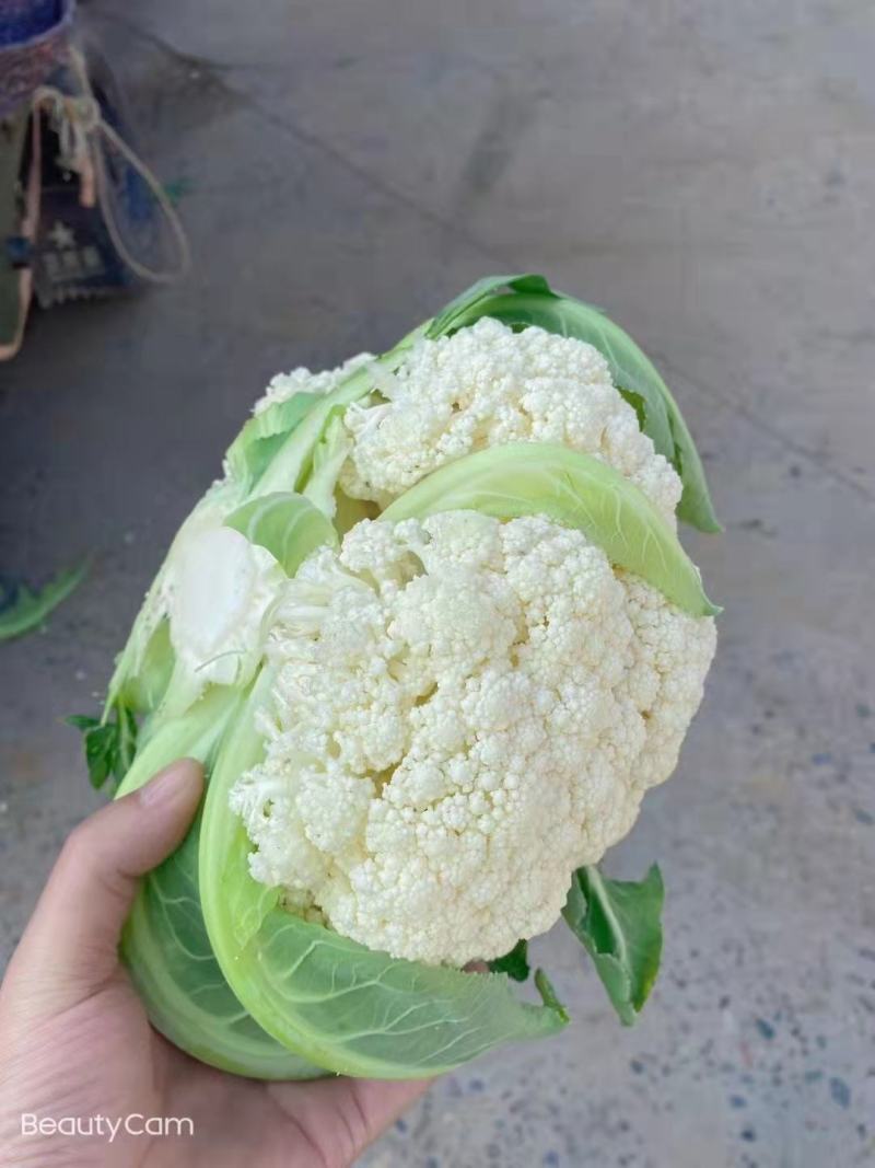 花菜松花菜、产地直销，价格便宜，保质保量，欢迎咨询订购