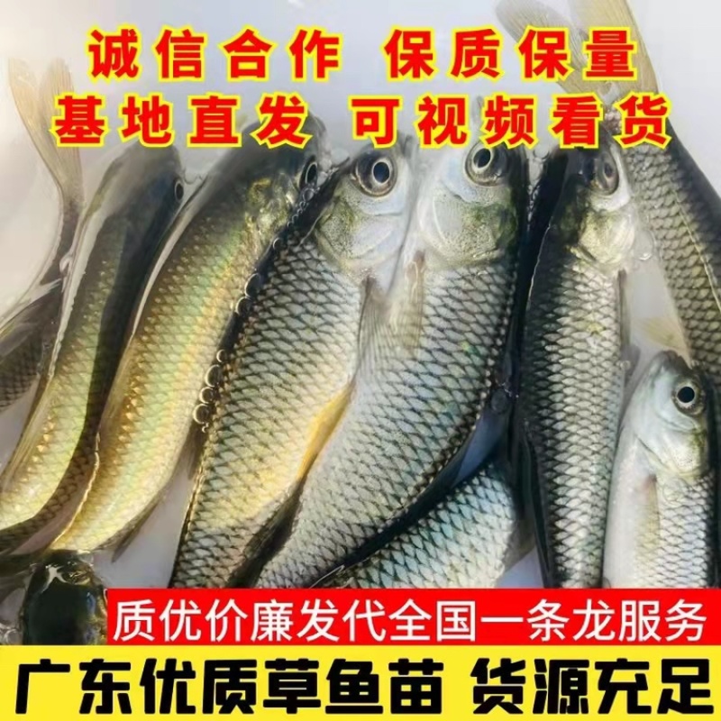 水产种苗淡水鱼苗草鱼苗皖鱼苗白皖鱼苗精挑细选优质好苗