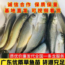 水产种苗淡水鱼苗草鱼苗皖鱼苗白皖鱼苗精挑细选优质好苗