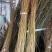 紫荆花树苗小苗价格50/60/80公分1米高紫荆苗价格