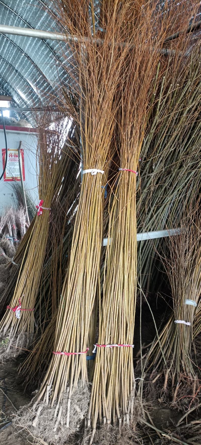 紫荆花树苗小苗价格50/60/80公分1米高紫荆苗价格