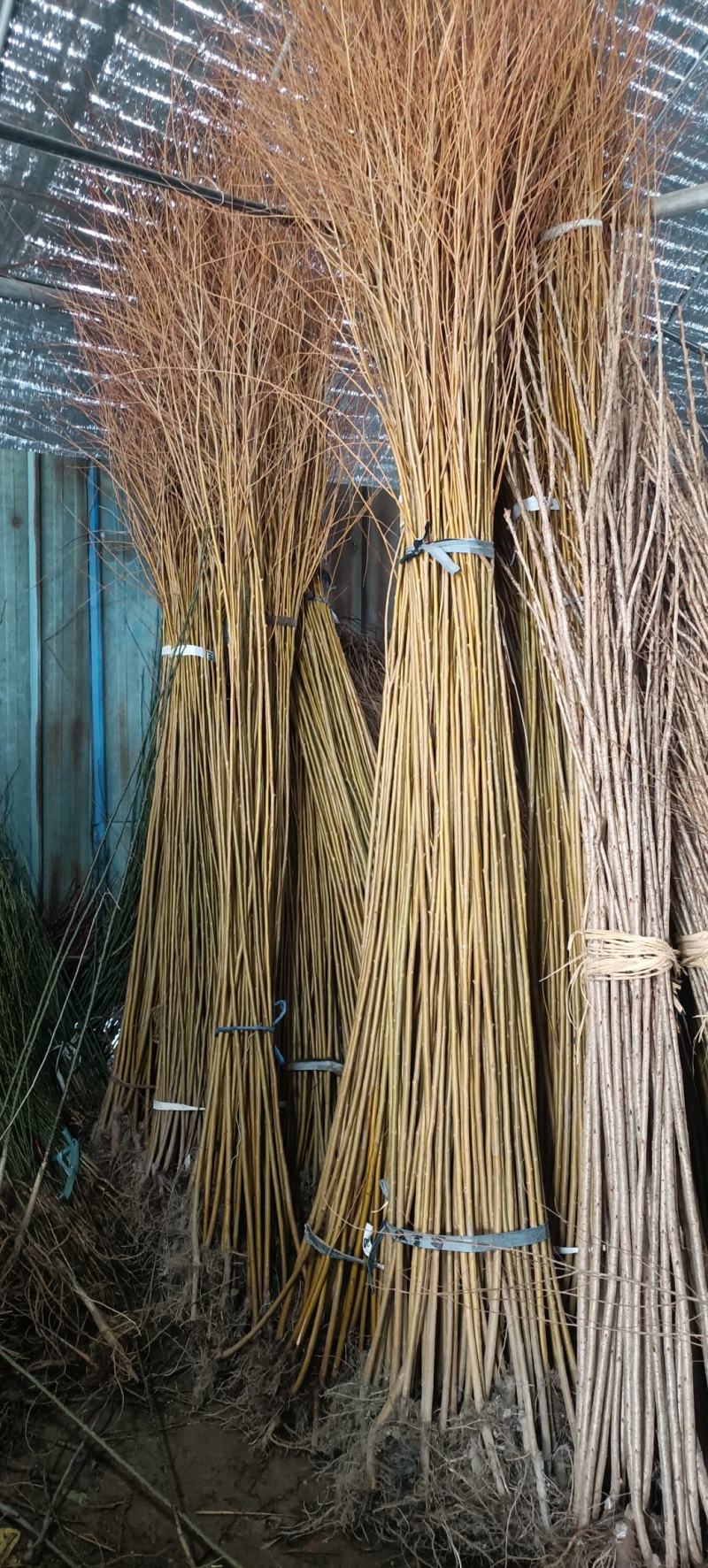 紫荆花树苗小苗价格50/60/80公分1米高紫荆苗价格