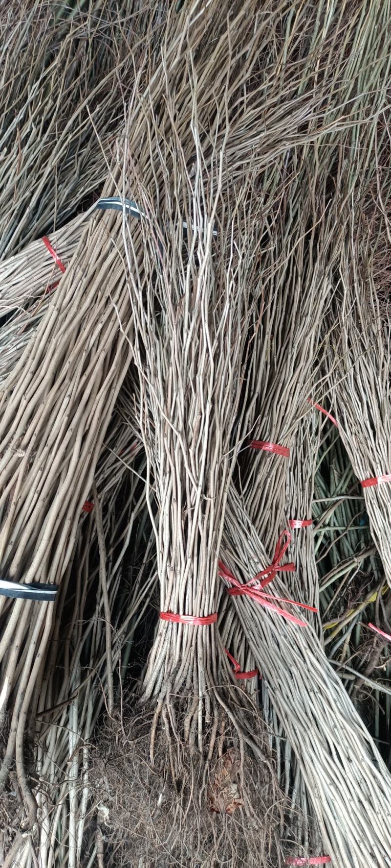 樱花树苗小苗价格产地50公分~1米高樱花苗批发绿化苗