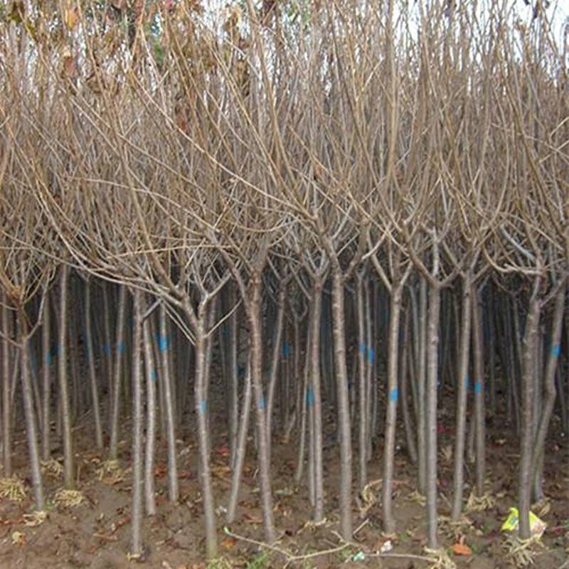 樱花树苗小苗价格产地50公分~1米高樱花苗批发绿化苗