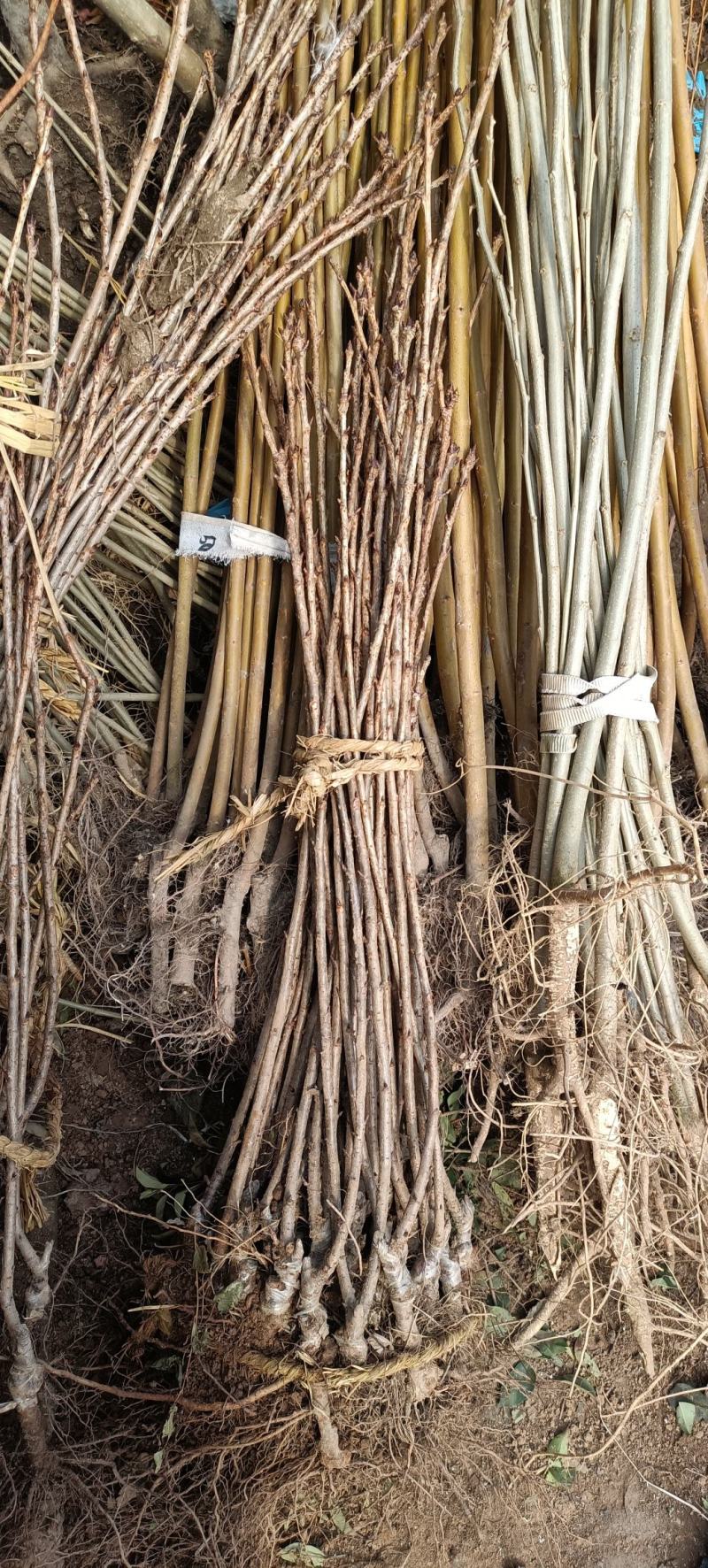 樱花树苗小苗价格产地50公分~1米高樱花苗批发绿化苗