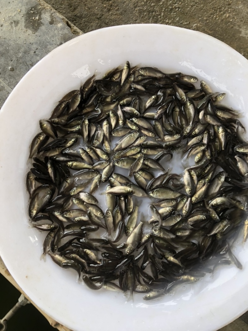鲫鱼苗中科三号鲫鱼苗