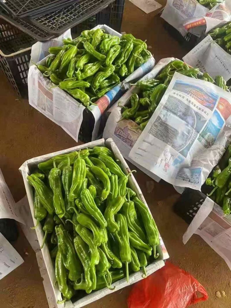 徐闻基地专业提供薄皮泡王苏椒芜湖椒大量有货